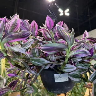 Happy Plants