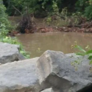 I have always enjoyed the creek, however since this tree has fallen over do to a storm this area has a horrible smell.