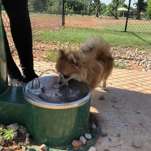 Water fountain for the dogs