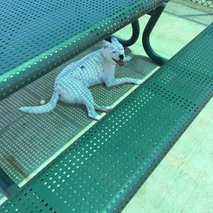 100 degrees in the shade