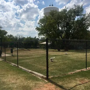 Huge beautiful trees for sunny days.