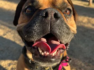 Green Dog Pet Resorts