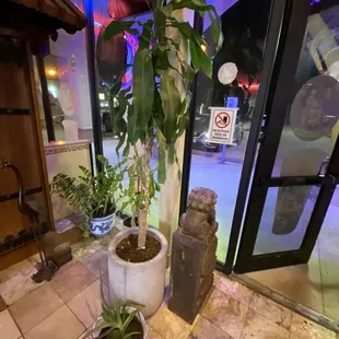 a potted plant in front of a glass door