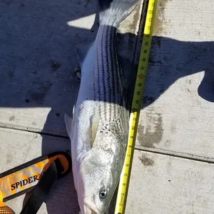 Bait by Haps- Stripped Bass