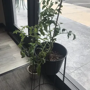 Live plants all over.