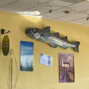 Fish looks old and a little sick!