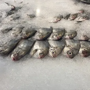 a bunch of fish on ice