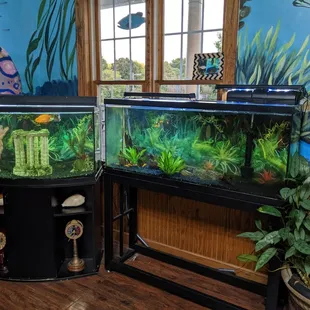 They have an aquarium inside