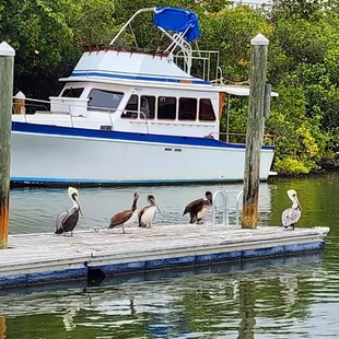 The pelicans were so cute!
