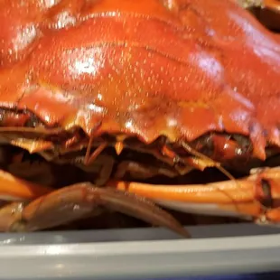 a close up of a crab on a plate