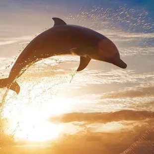 Rockport Texas Dolphin Cruises  Harbour Inn 209 N. Austin Street next to Rockport Harbor.