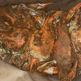 Yummy crabs!
