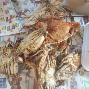 Medium crabs