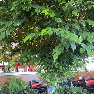 Lovely ficus tree