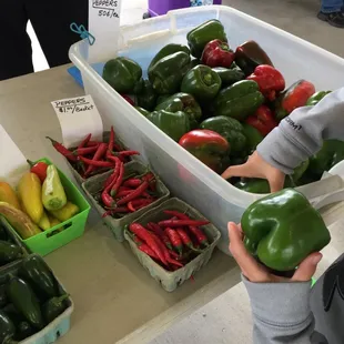  child holding a bell pepper