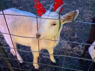 Thomas Dairy Farm and Market