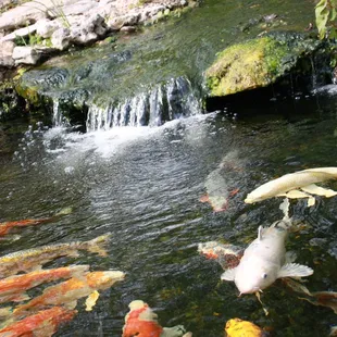 Lots of Koi and water plants!