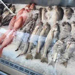 Red Snapper,croaker, white perch, lake trout, Rock fish, also Black Bass