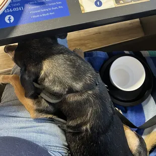 My buddy Scout service dog relaxing with me and had his morning bacon and toast lol