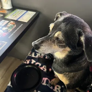 Scout enjoying the attention and some good bacon