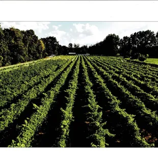 drone photo of the vineyard 2022.