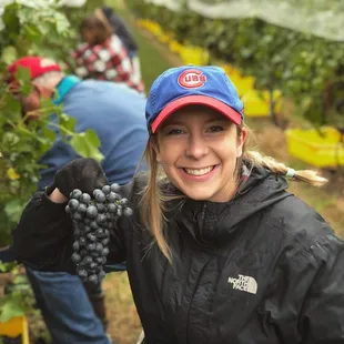 Chambourcin harvest 2018.