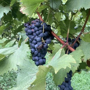 a bunch of grapes on the vine