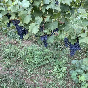 grapes on the vine