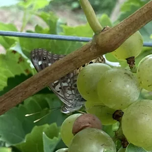 a butterfly on a cluster of grapes