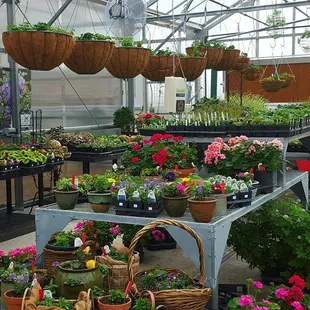 Greenhouse Full of Annuals