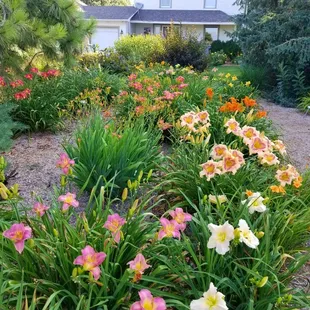 450 Daylily Varieties