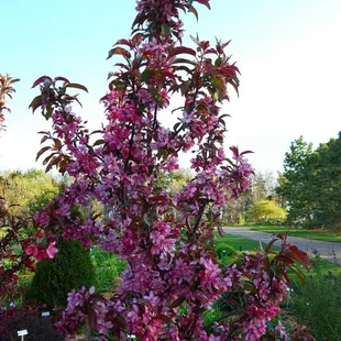 Royal rain drops crabapple