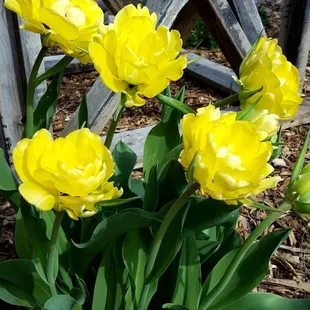 Spring Tulips