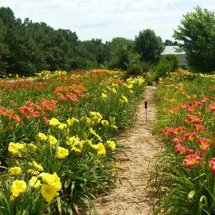 Daylily Season