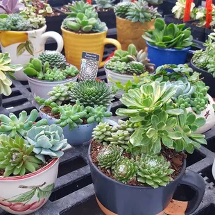 Succulents