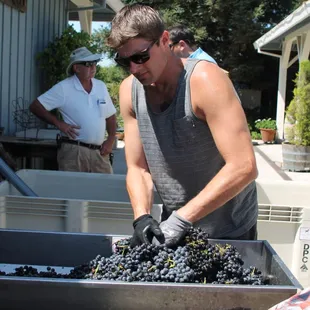 Ready for the crush, Shaun Sorts the grapes.