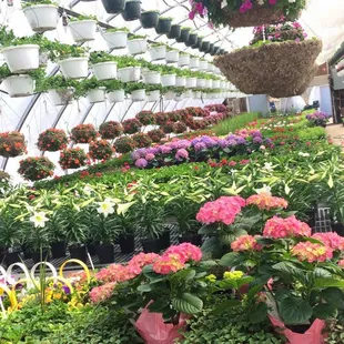 a variety of flowers