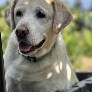 a dog in the back of a truck