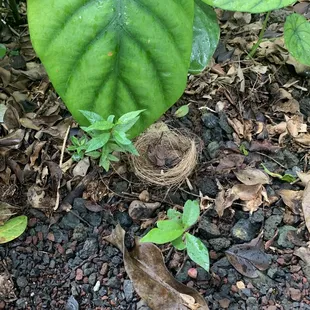 Cute bird&apos;s nest