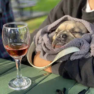 Dogs and patios