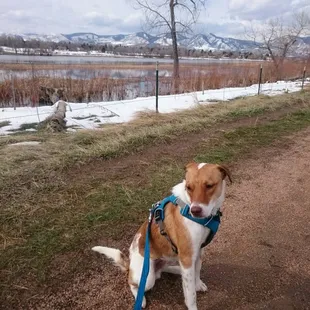 Gaucho loves the trails and birds