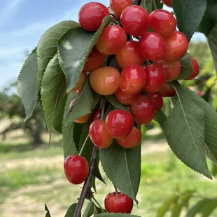 Cherries