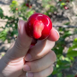 Inappropriate cherry :)