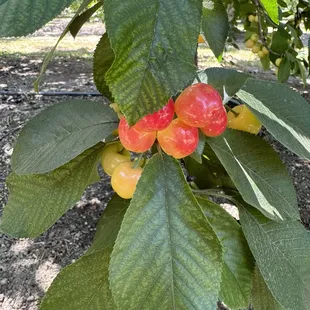 Different types of cherries.