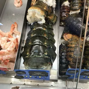 HUGE lobster tail