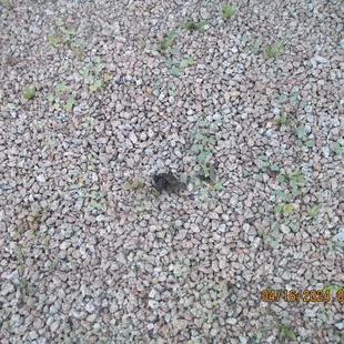 Dog Poop along the side of one home in Harrison Hills. It takes a few to ruin living here for the rest.