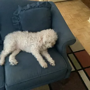 Titan Rays dog,blind but good in house and yard.