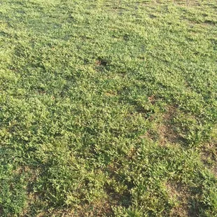 this is the FAIRway, not the rough, but the fairway