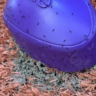 Solenopsis invicta aka the Red Imported Fire Ant of South America. Can be dangerous to small pets and children.