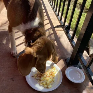 Dog friendly patio!